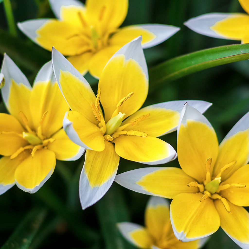 Tulipa tarda - Tulipan botánico