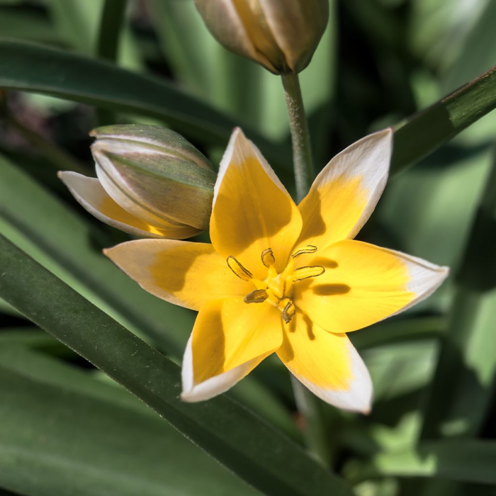 Tulipa tarda - Tulipan botánico