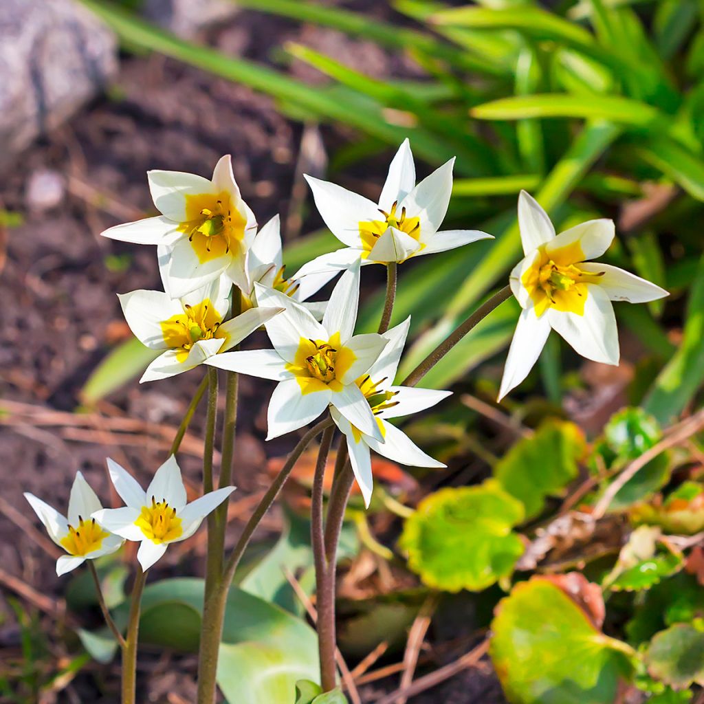 Tulipa turkestanica - Tulipan botánico