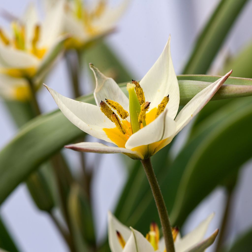 Tulipa turkestanica - Tulipan botánico