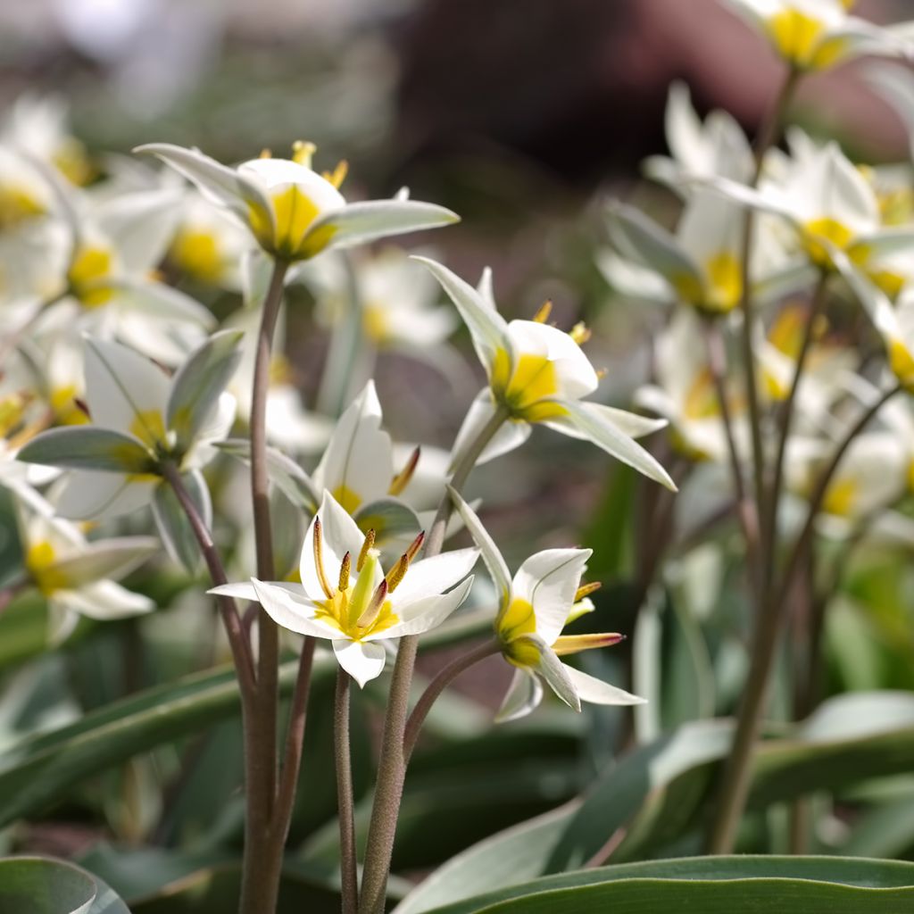 Tulipa turkestanica - Tulipan botánico