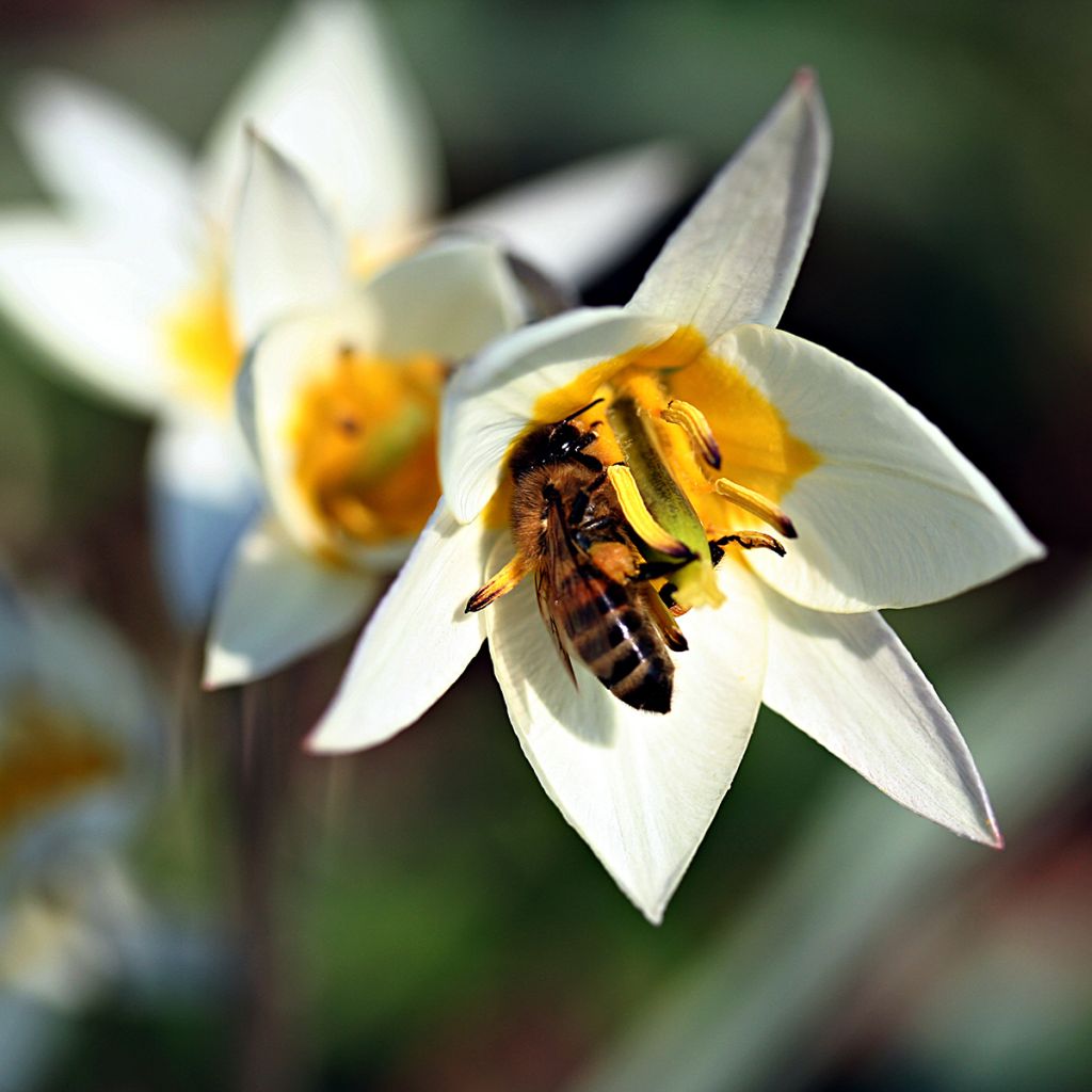 Tulipa turkestanica - Tulipan botánico