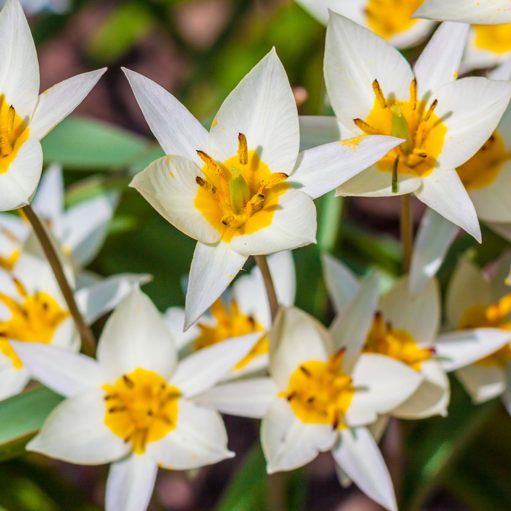 Tulipa turkestanica - Tulipan botánico