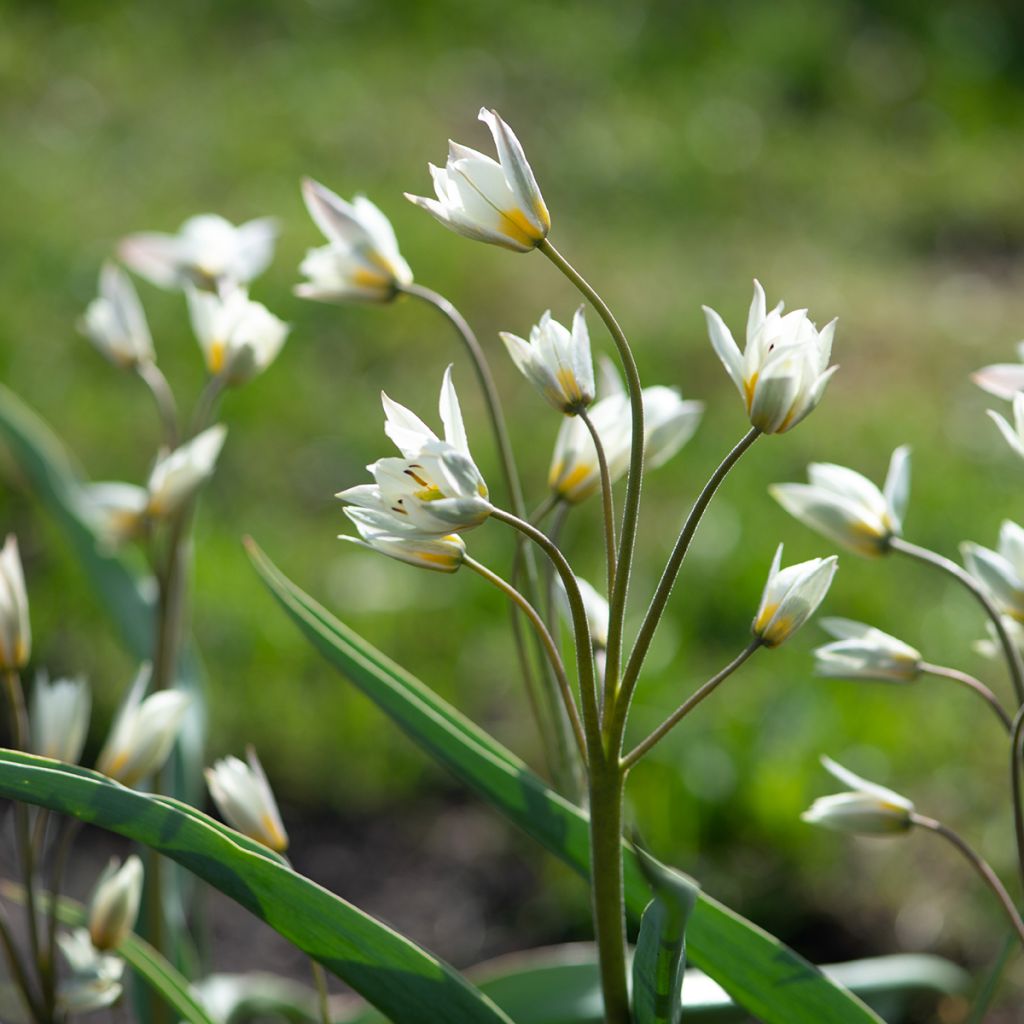 Tulipa turkestanica - Tulipan botánico