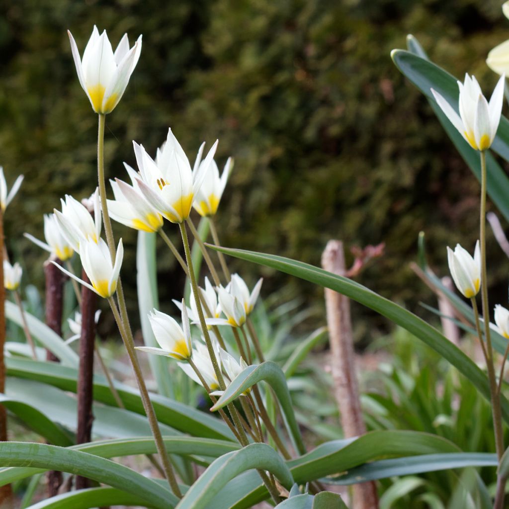 Tulipa turkestanica - Tulipan botánico