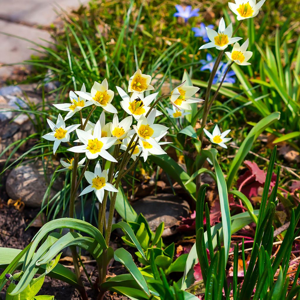 Tulipa turkestanica - Tulipan botánico