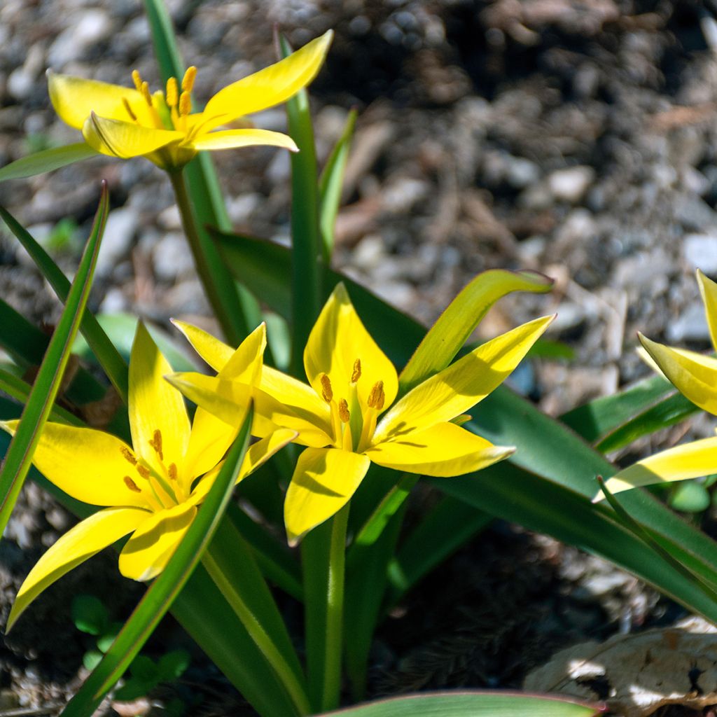 Tulipa urumiensis - Tulipan botánico