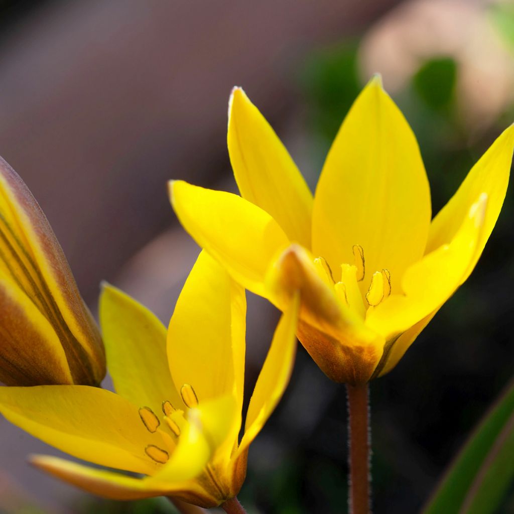 Tulipa urumiensis - Tulipan botánico