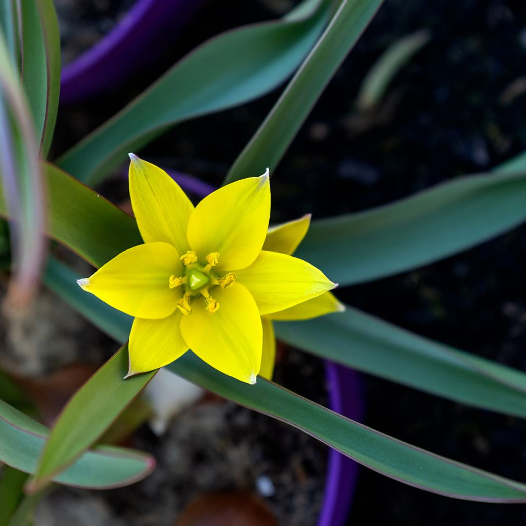 Tulipa urumiensis - Tulipan botánico