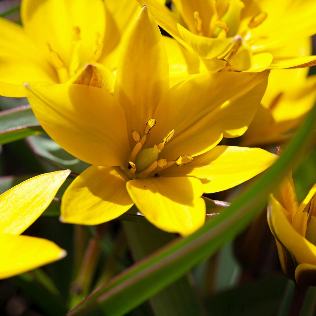 Tulipa urumiensis - Tulipan botánico