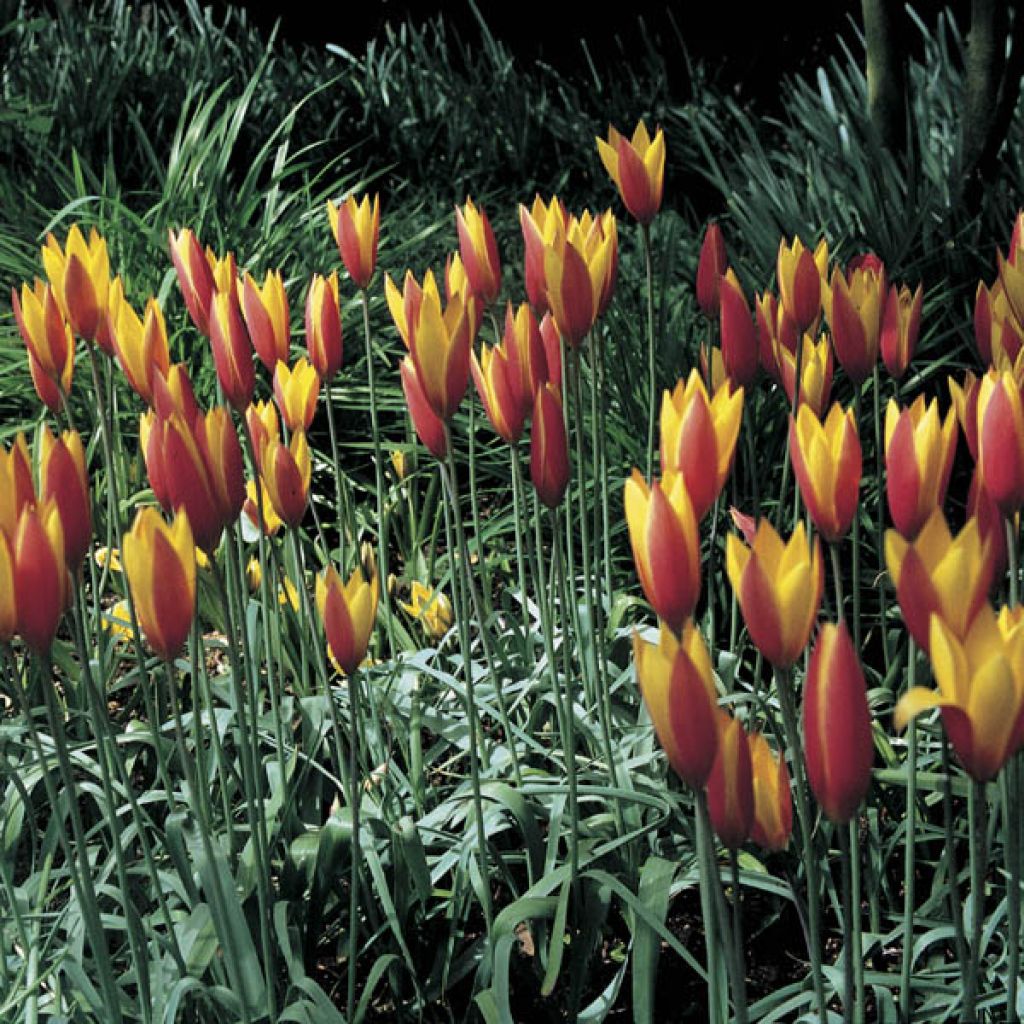 Tulipe Chrysantha Tubergen Gem