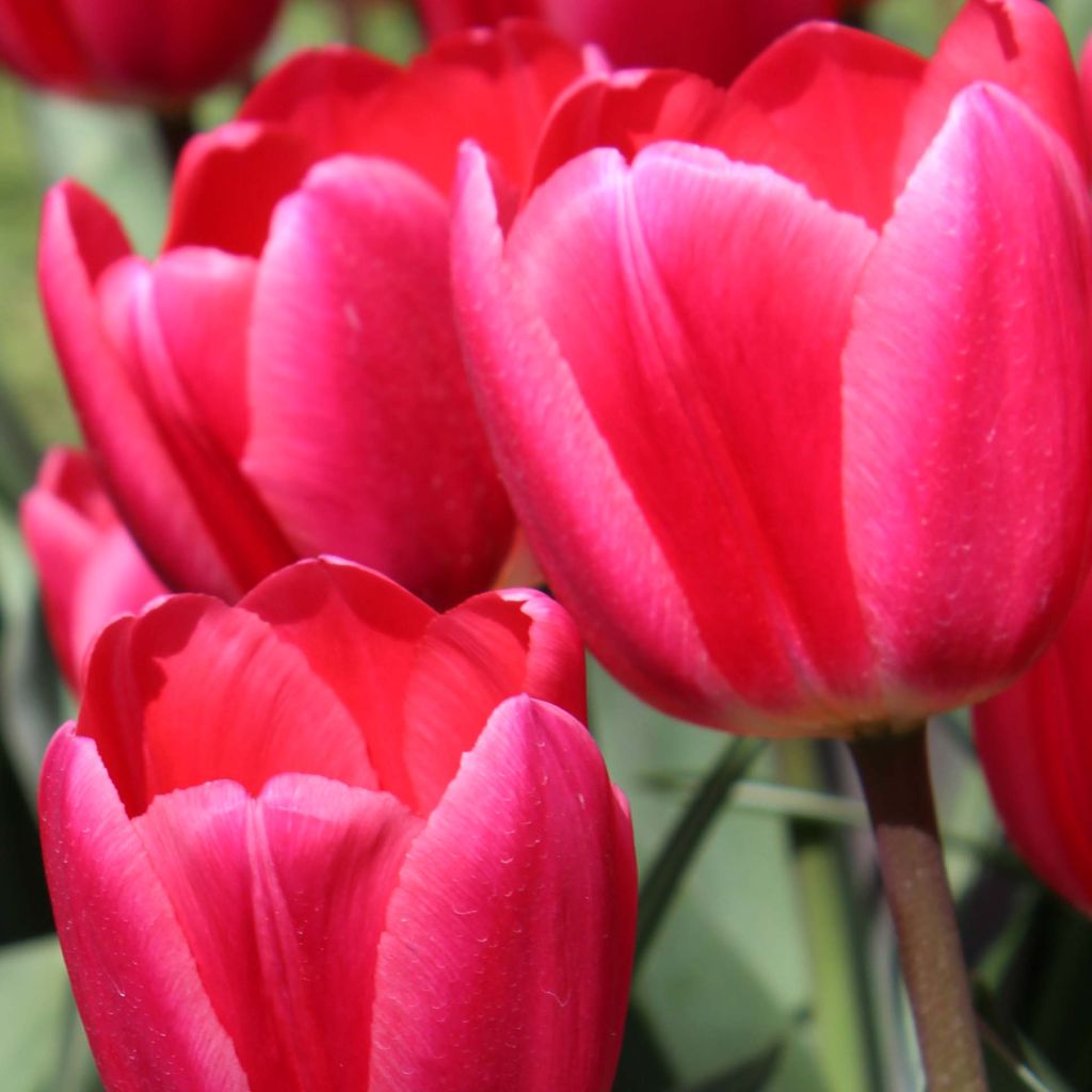 Tulipe darwin hybride Cherry Delight