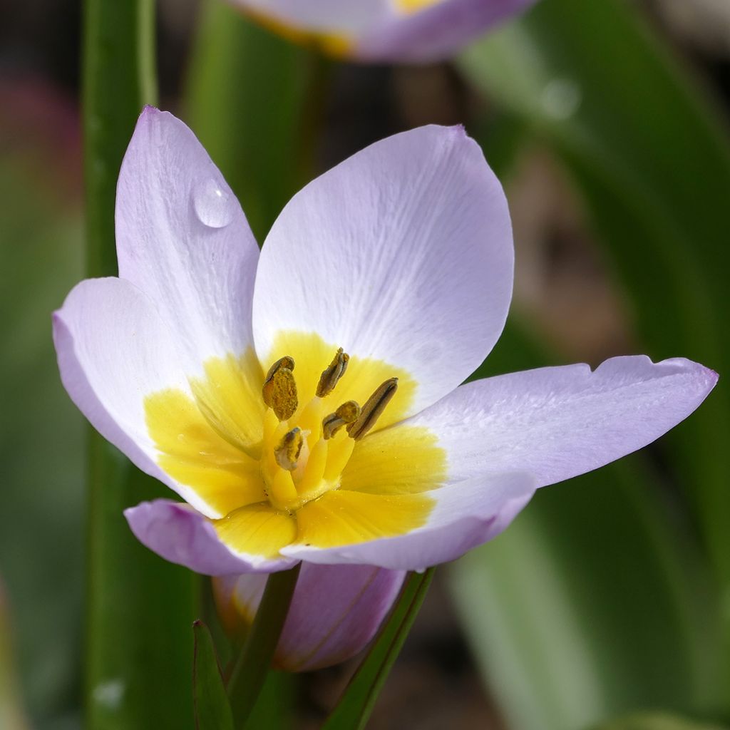 Tulipa saxatilis - Tulipan botánico