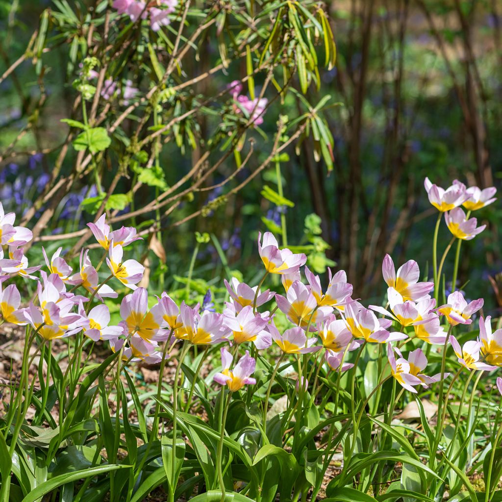 Tulipa saxatilis - Tulipan botánico