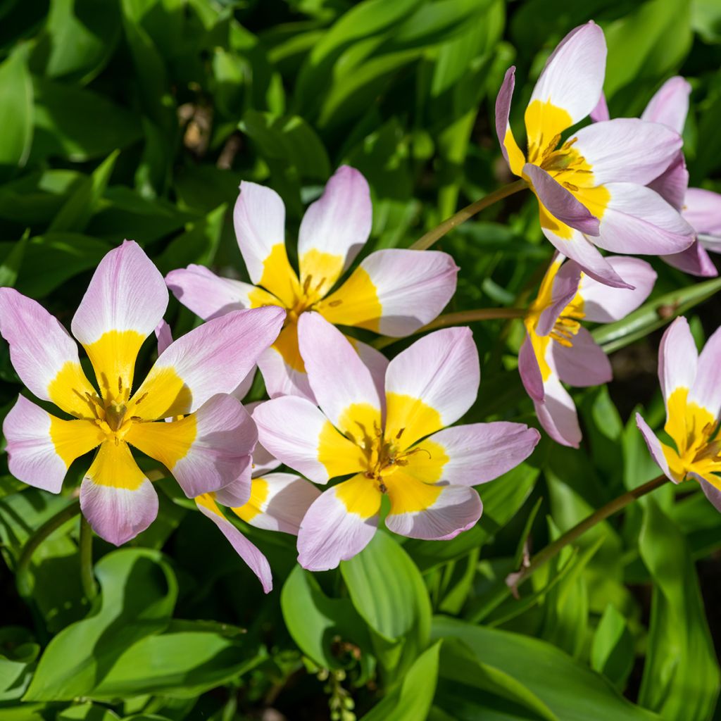 Tulipa saxatilis - Tulipan botánico