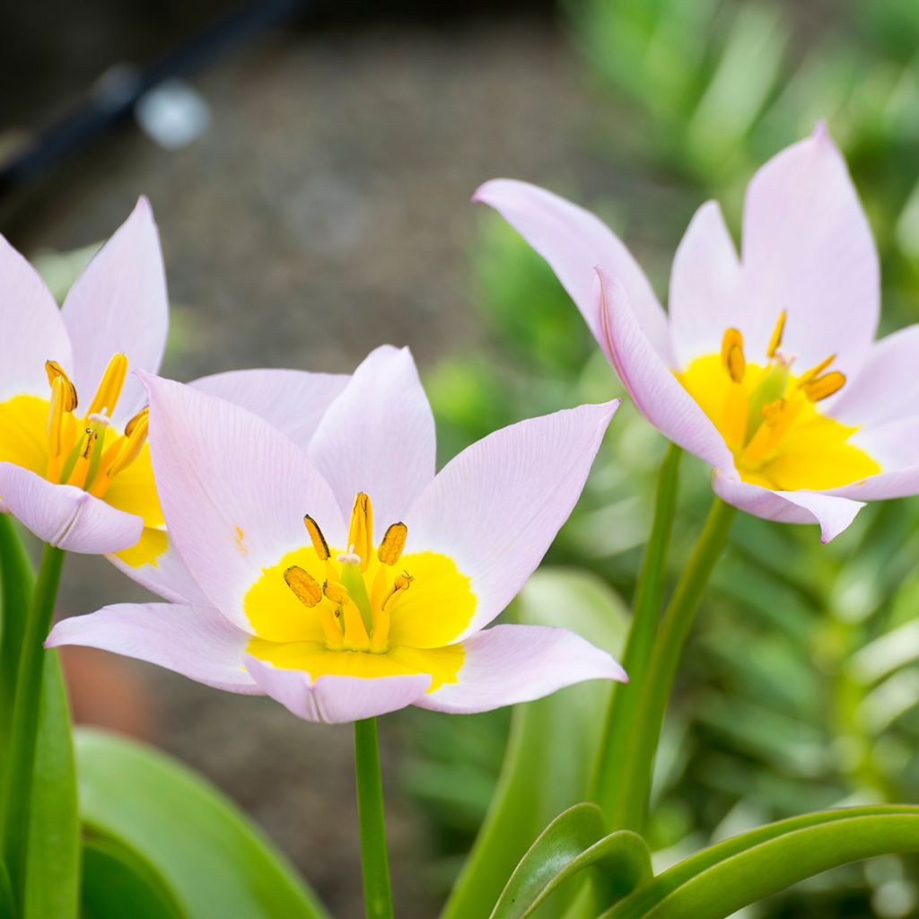 Tulipa saxatilis - Tulipan botánico