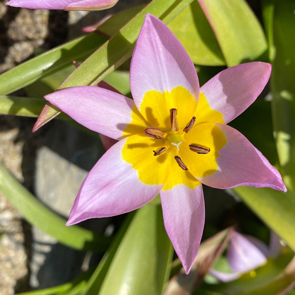 Tulipa saxatilis - Tulipan botánico