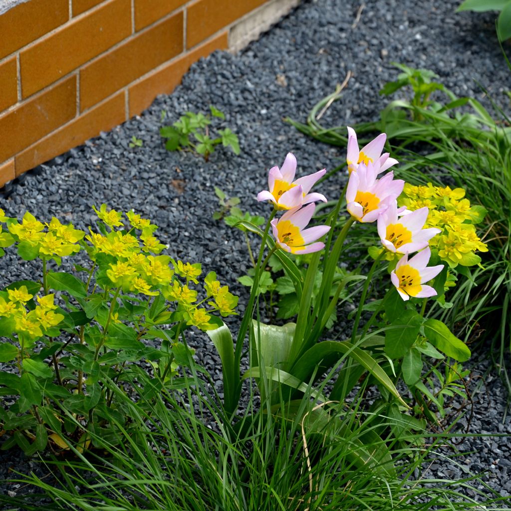 Tulipa saxatilis - Tulipan botánico