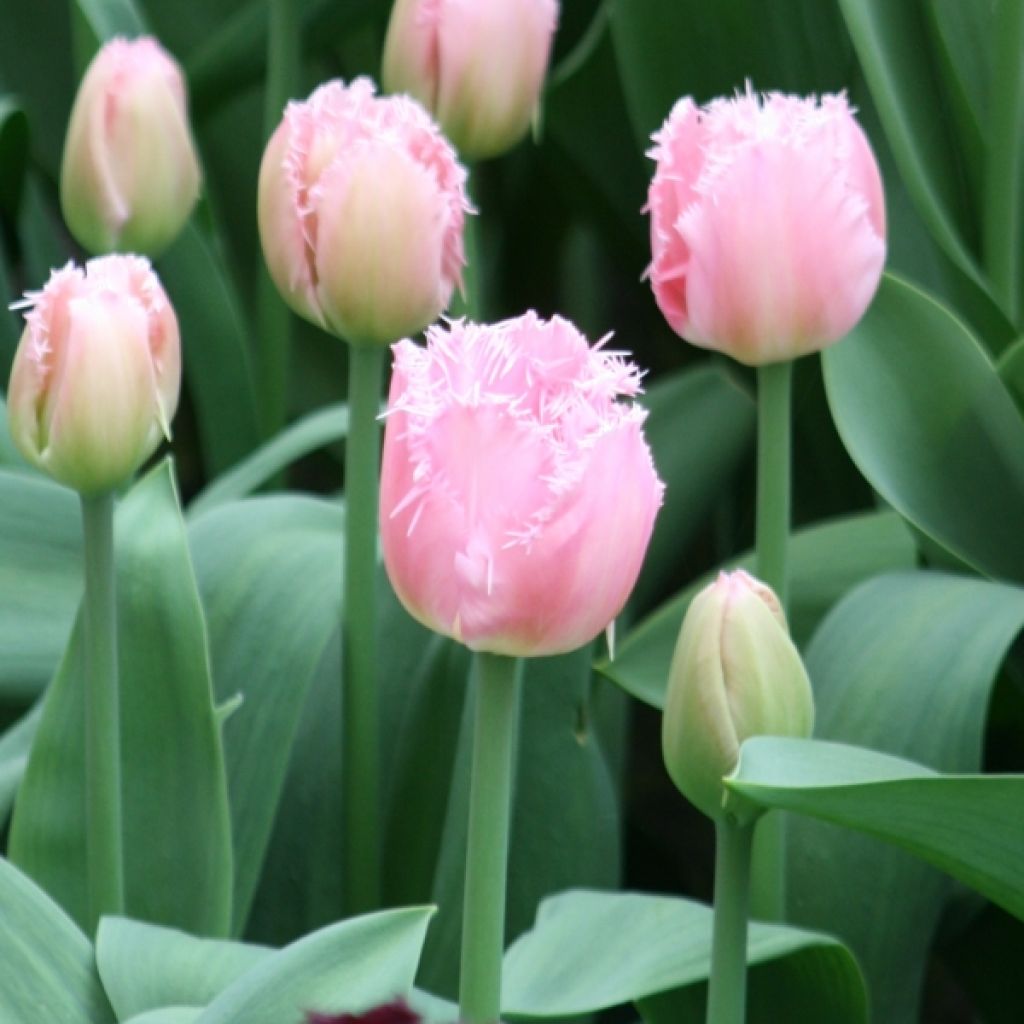 Tulipe Dentelée Cacharel