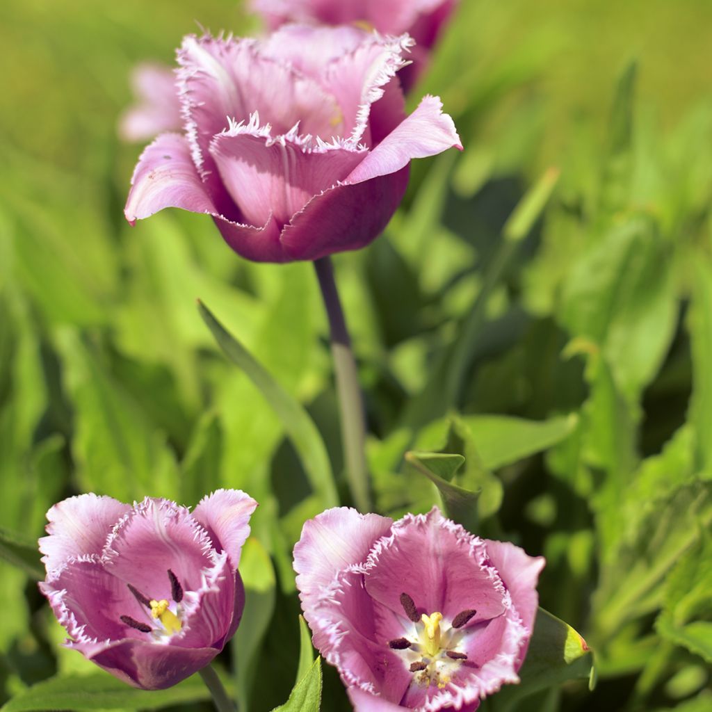 Tulipán dentado Cummins