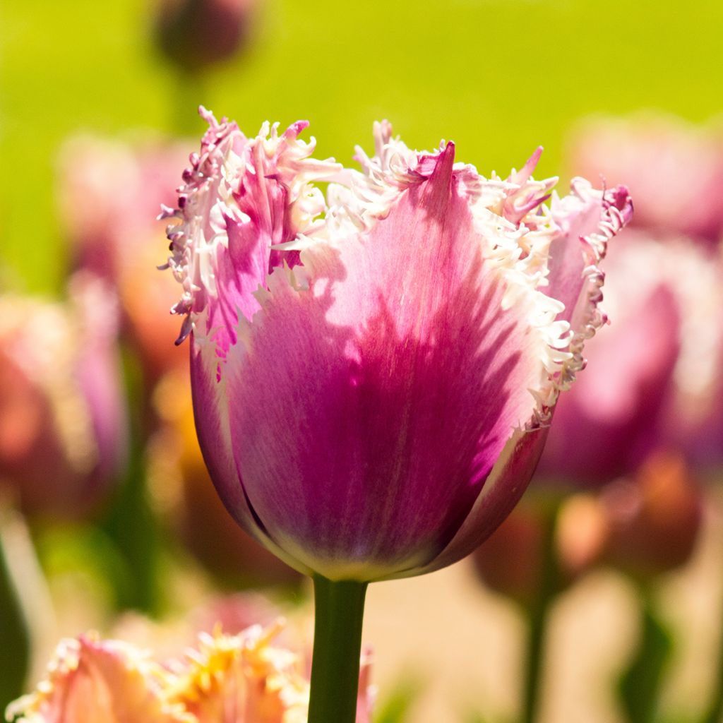 Tulipán dentado Cummins