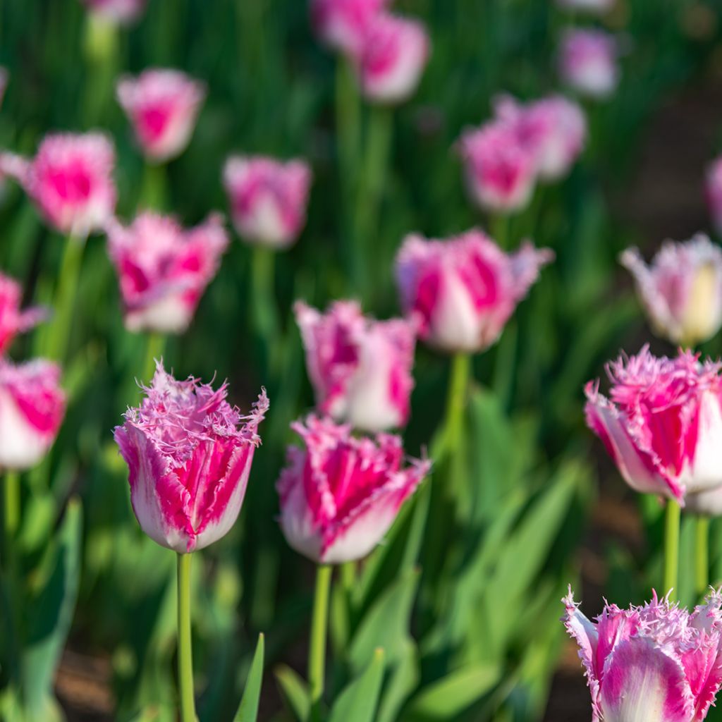 Tulipán dentado Huis Ten Bosch