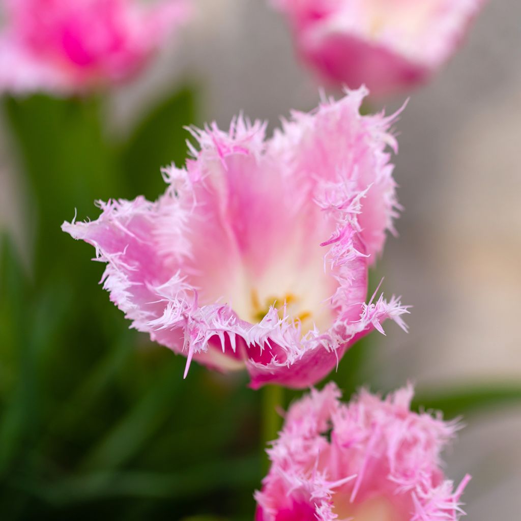 Tulipán dentado Huis Ten Bosch