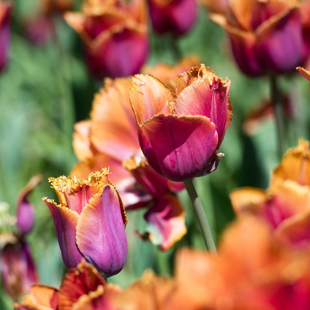 Tulipán dentado Louvre Orange