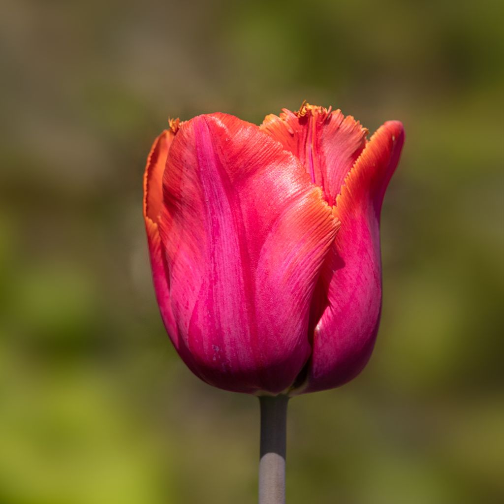 Tulipán dentado Louvre Orange