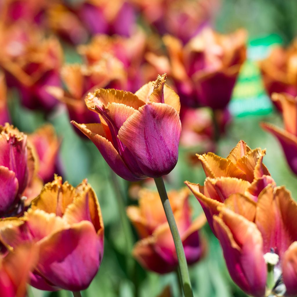 Tulipán dentado Louvre Orange