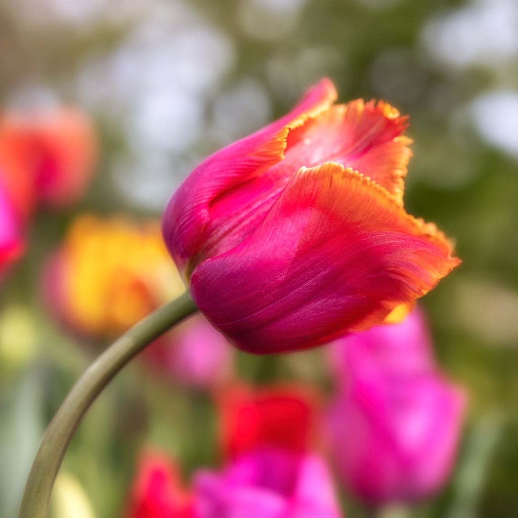 Tulipán dentado Louvre Orange