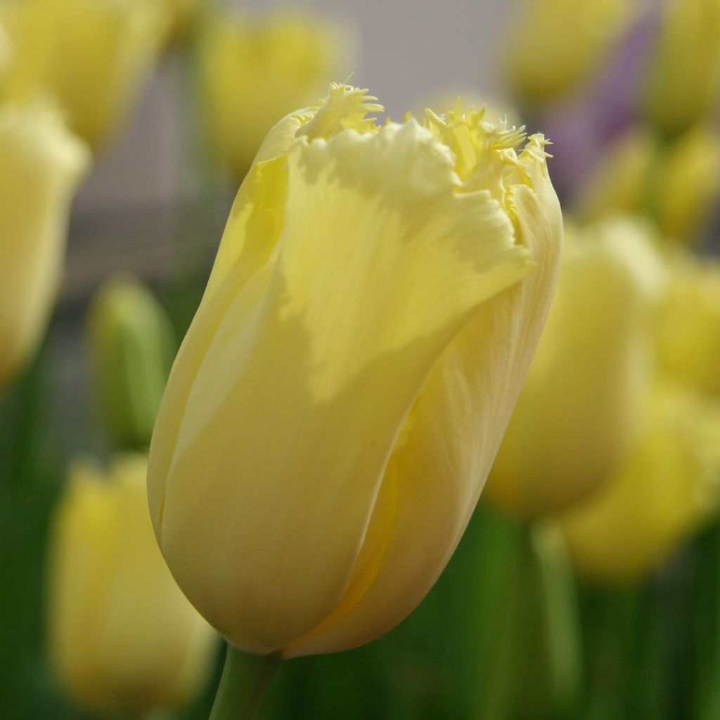 Tulipe dentelée Maja