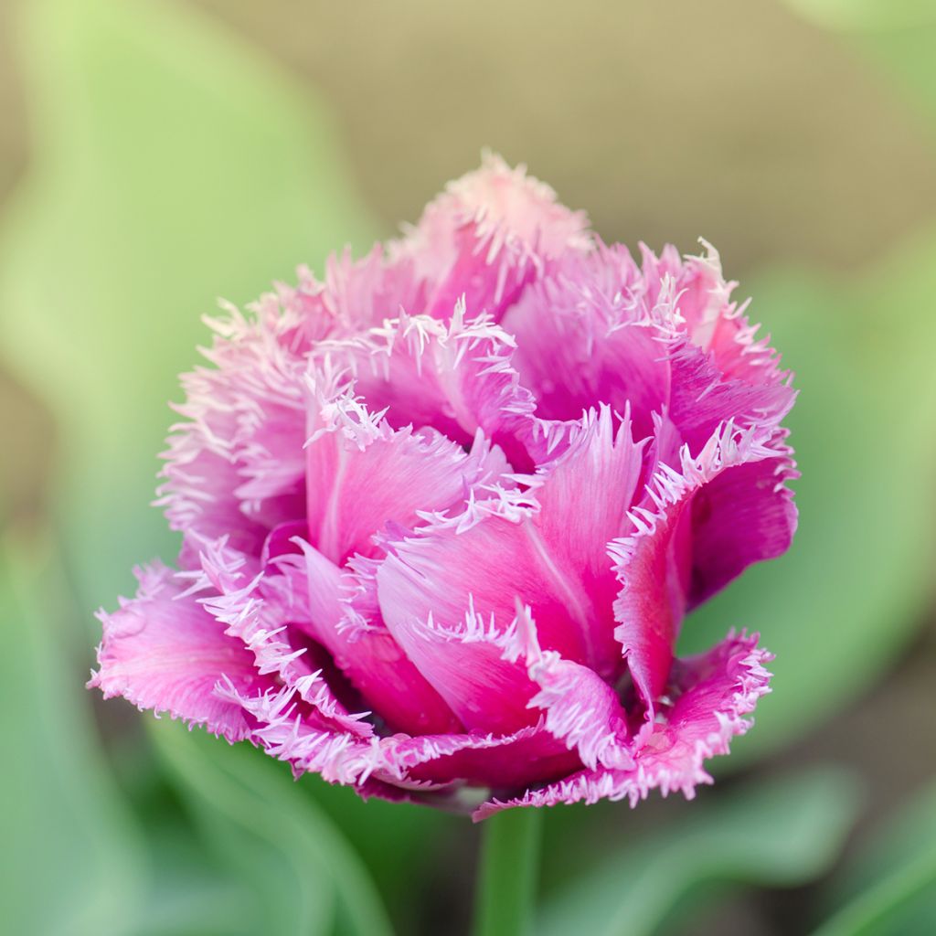 Tulipán dentado Mascotte