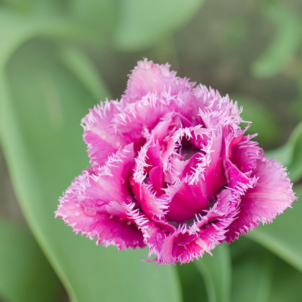 Tulipán dentado Mascotte