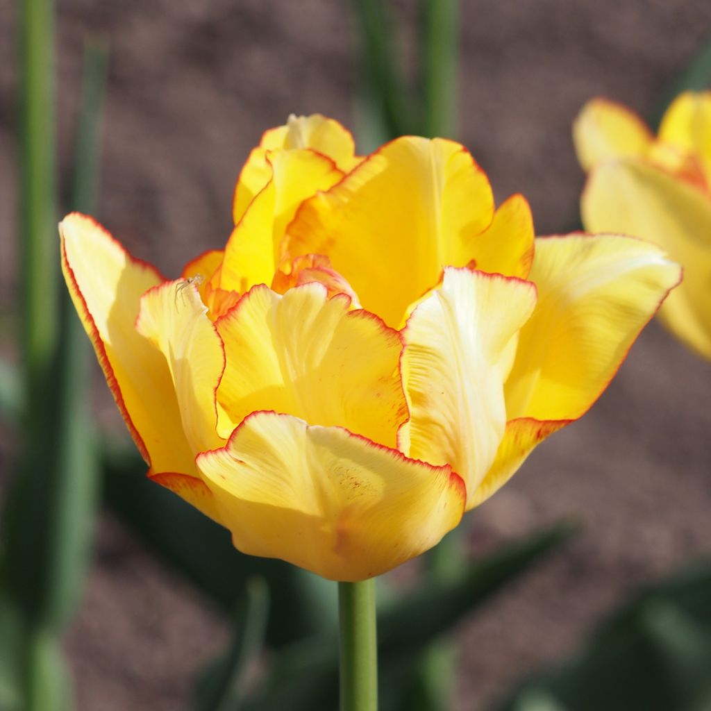 Tulipán doble de flor temprana Aquilla