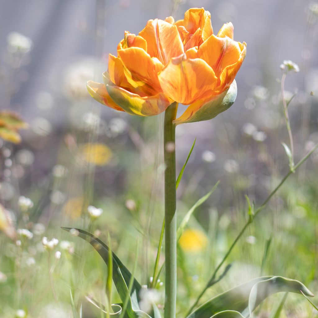 Tulipán doble de flor temprana Cilesta