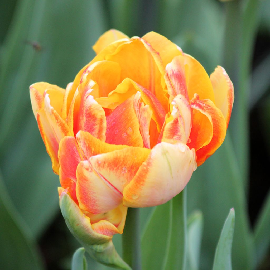 Tulipán doble de flor temprana Foxy Foxtrot