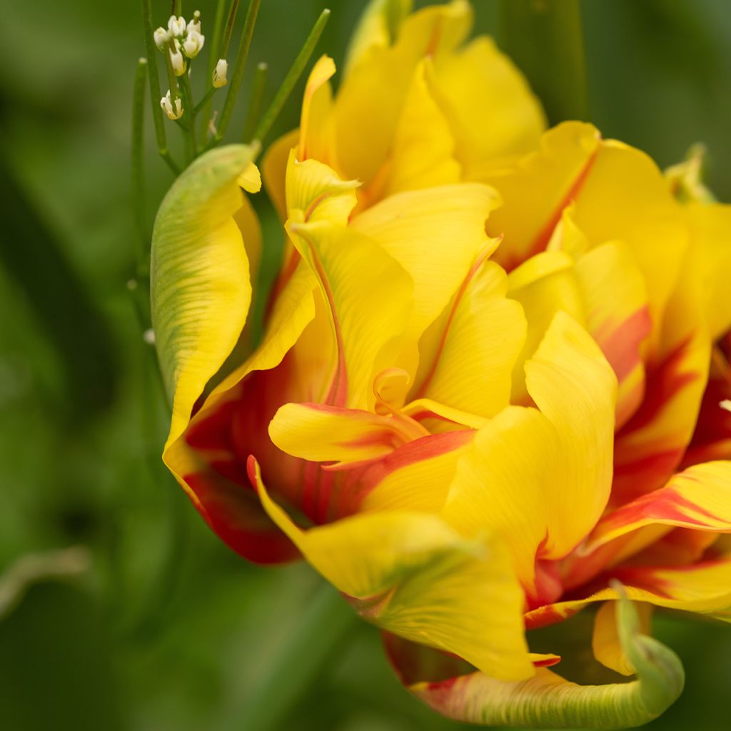 Tulipán doble de flor temprana Monsella