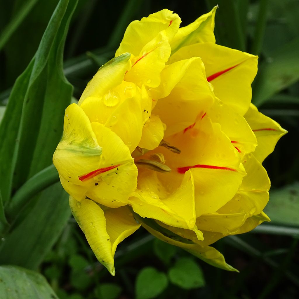 Tulipán doble de flor temprana Monsella