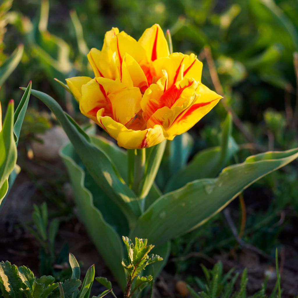 Tulipán doble de flor temprana Monsella