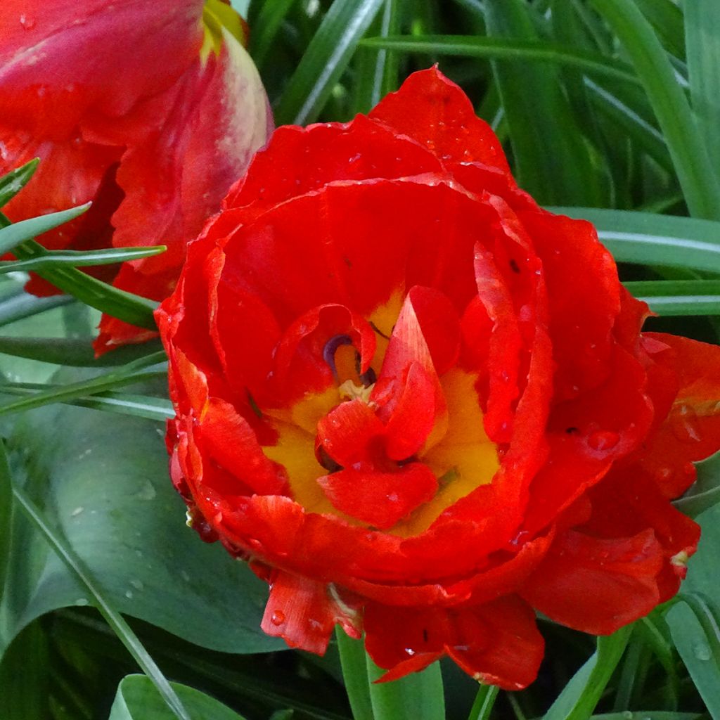 Tulipán doble de flor temprana Viking