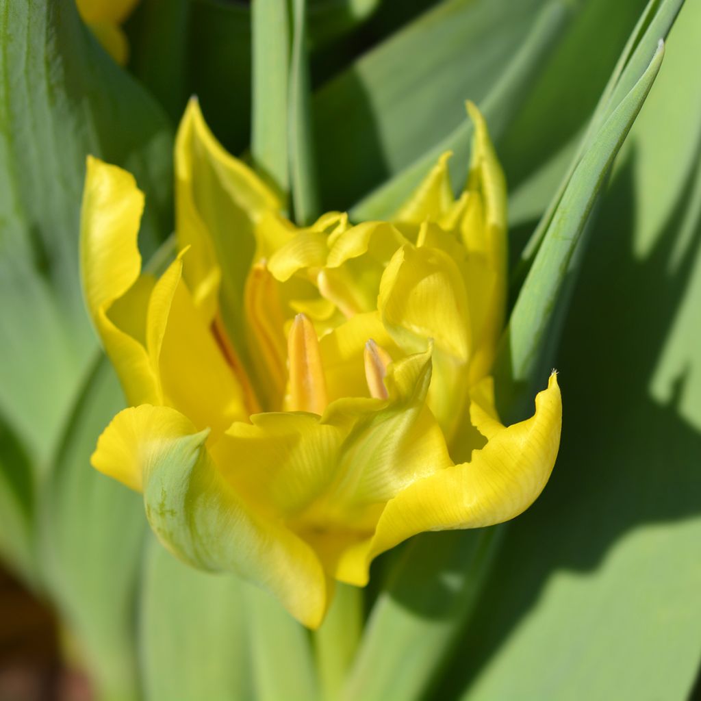 Tulipán doble de flor temprana Yellow Baby