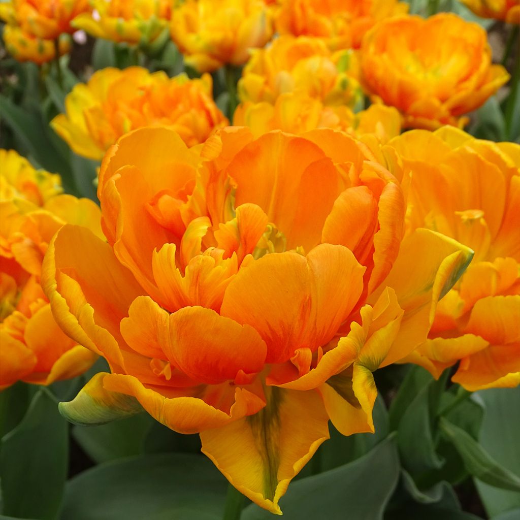 Tulipán doble de flor tardía Orange Princess