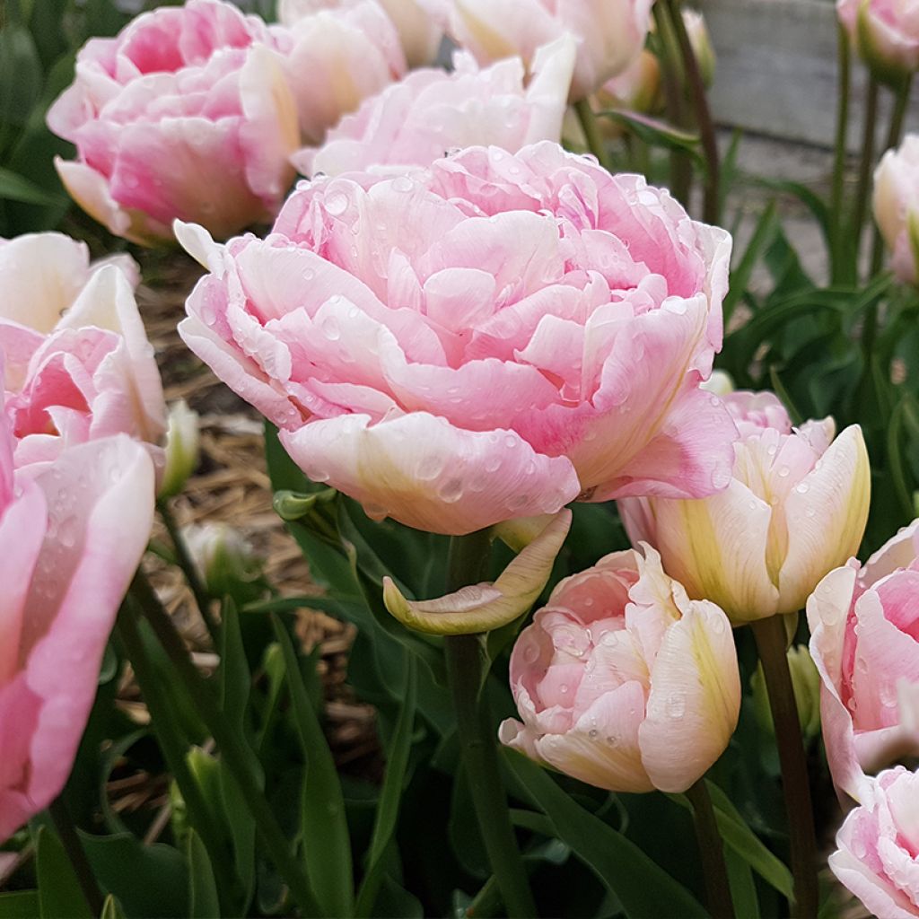 Tulipán doble de flor tardía Angelique