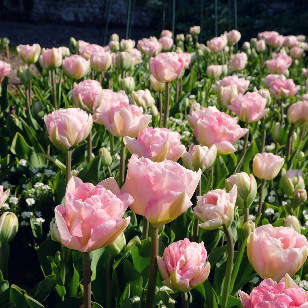 Tulipán doble de flor tardía Angelique