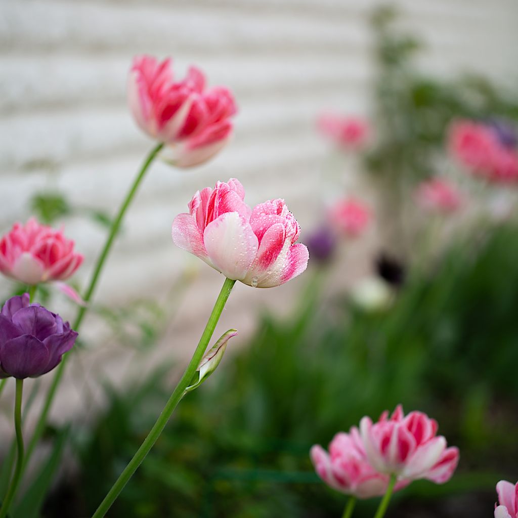 Tulipán doble de flor tardía Angelique