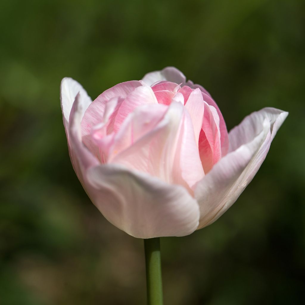 Tulipán doble de flor tardía Angelique