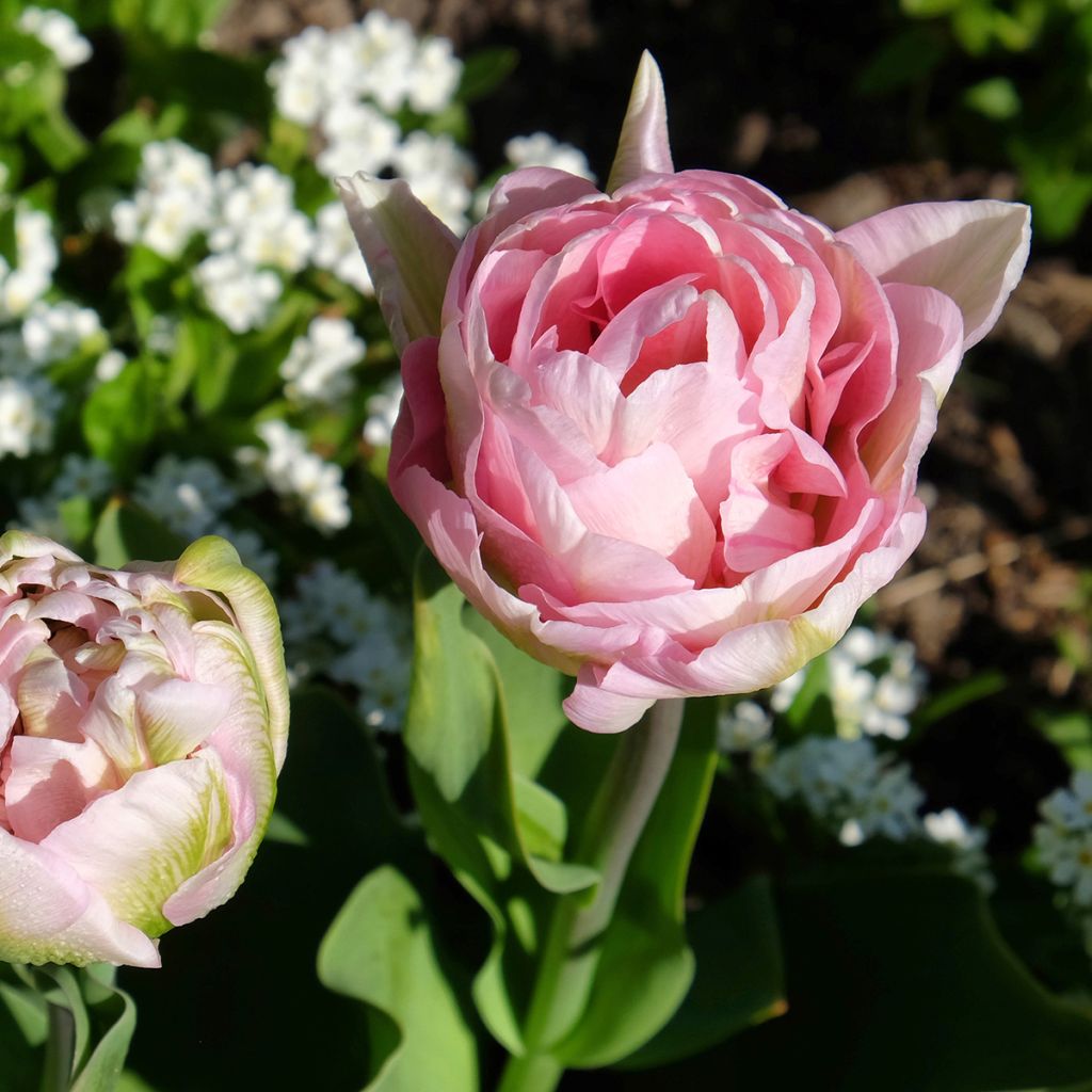 Tulipán doble de flor tardía Angelique