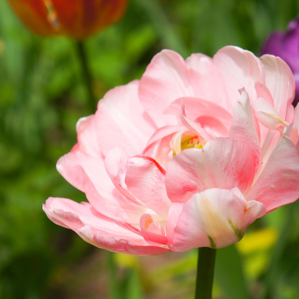 Tulipán doble de flor tardía Angelique