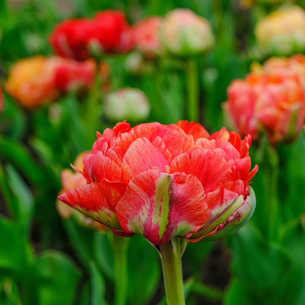 Tulipán doble de flor tardía Gudoshnik Double